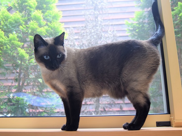 f:id:asa67kin:20190706003306j:plain