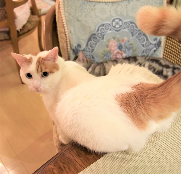 f:id:asa67kin:20190720143228j:plain