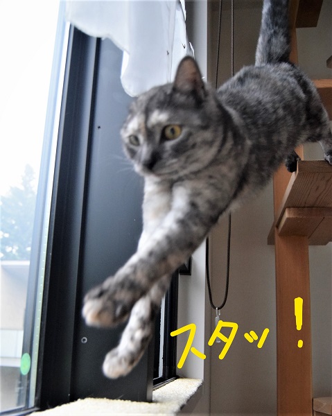 f:id:asa67kin:20190730163809j:plain f:id:asa67kin:20190730163809j:plain