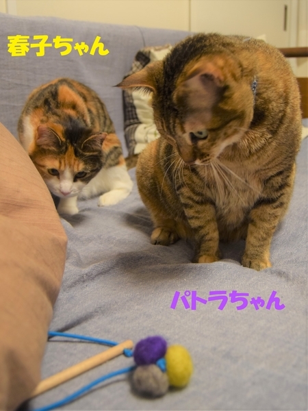 f:id:asa67kin:20200204001829j:plain f:id:asa67kin:20200204001829j:plain