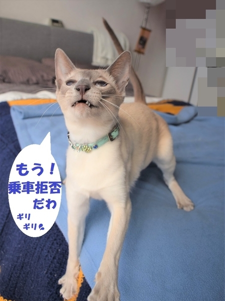 f:id:asa67kin:20200404195604j:plain