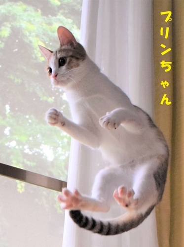 f:id:asa67kin:20210102002508j:plain