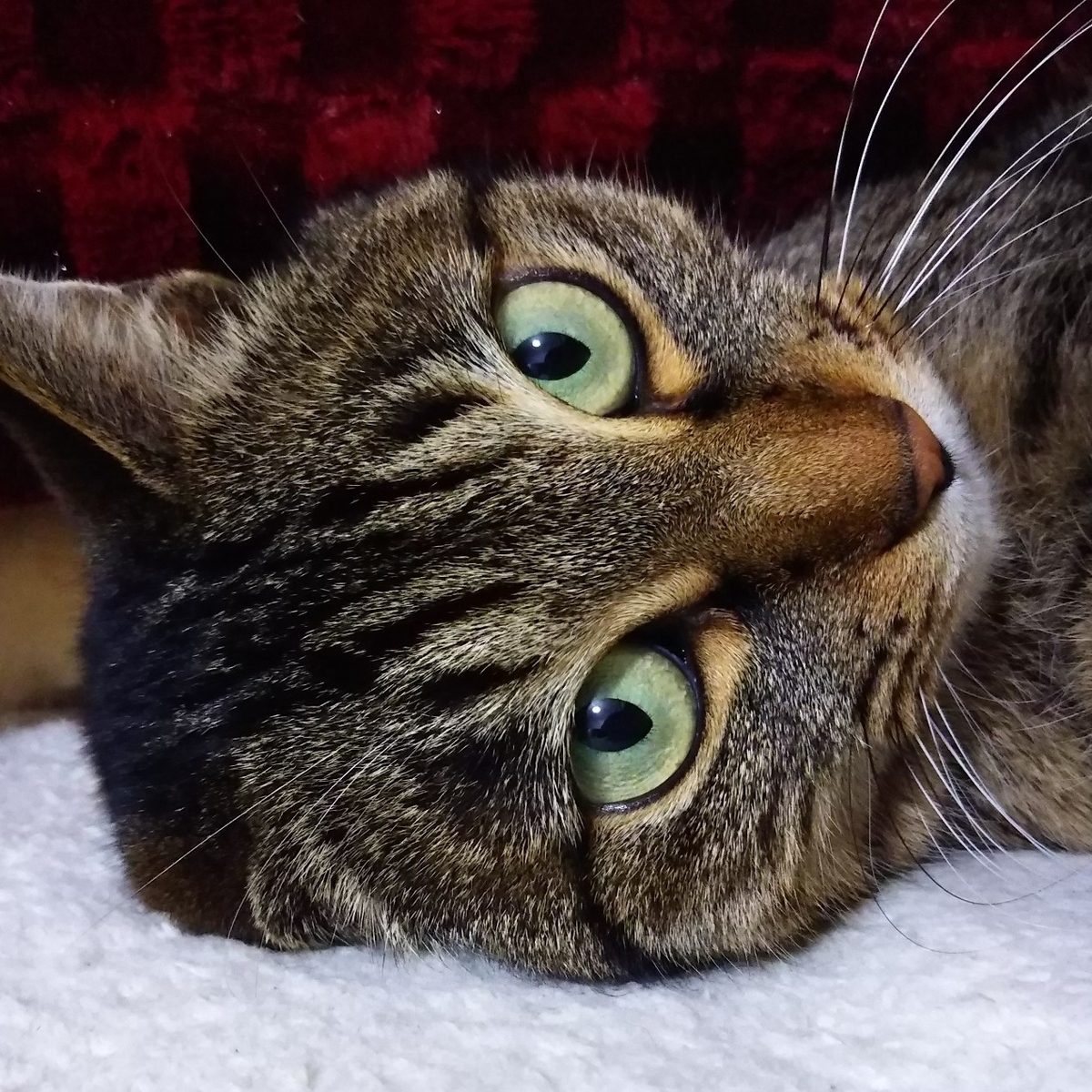 ワイルドキャットとは 一般の人気 最新記事を集めました はてな