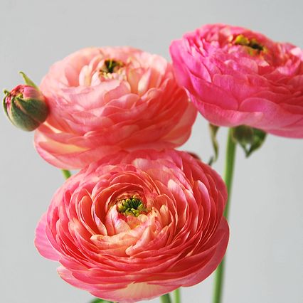 f:id:asabasaaan:20170123000617j:plain f:id:asabasaaan:20170123000617j:plain