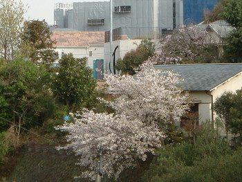 f:id:asacafe:20060420000335j:image