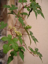 f:id:asacafe:20060905003504j:image