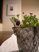 f:id:asacafe:20070816002936j:image:left