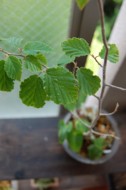 f:id:asacafe:20090513231617j:image