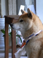 f:id:asacafe:20090522112425j:image:right