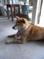 f:id:asacafe:20090522112438j:image