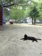 f:id:asacafe:20090813114050j:image