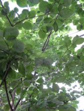 f:id:asacafe:20090813115443j:image