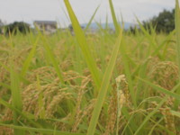 f:id:asacafe:20090818002529j:image:right