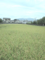 f:id:asacafe:20090818002531j:image:right