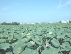 f:id:asacafe:20090818005914j:image