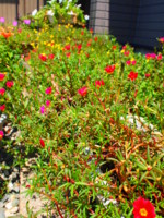 f:id:asacafe:20090818013907j:image