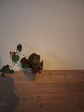 f:id:asacafe:20110212014217j:image f:id:asacafe:20110212014217j:image