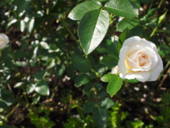 f:id:asacafe:20111027000847j:image