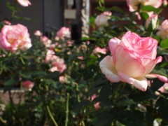 f:id:asacafe:20111027000851j:image
