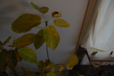f:id:asacafe:20111213223516j:image