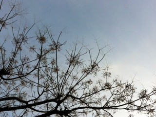 f:id:asacafe:20111223052440j:image