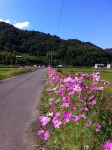 f:id:asacafe:20121021041941j:image