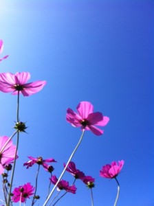 f:id:asacafe:20121021041942j:image