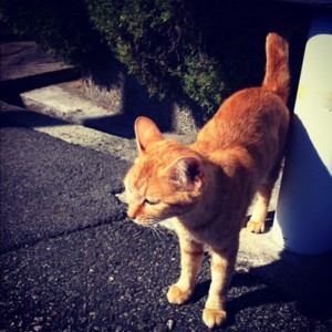 f:id:asacafe:20121027234614j:image