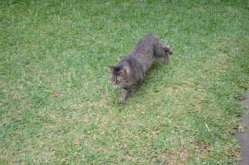 f:id:asacafe:20130501132147j:image
