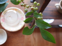 f:id:asacafe:20130714051700j:image