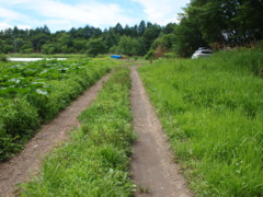 f:id:asacafe:20130807010228j:image