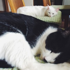 f:id:asacafe:20150517014825j:image