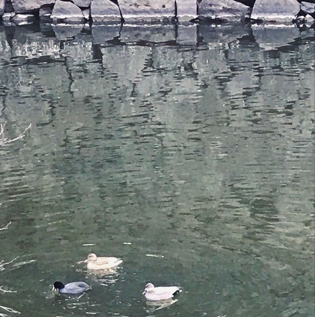 f:id:asacafe:20190223075302j:plain f:id:asacafe:20190223075302j:plain