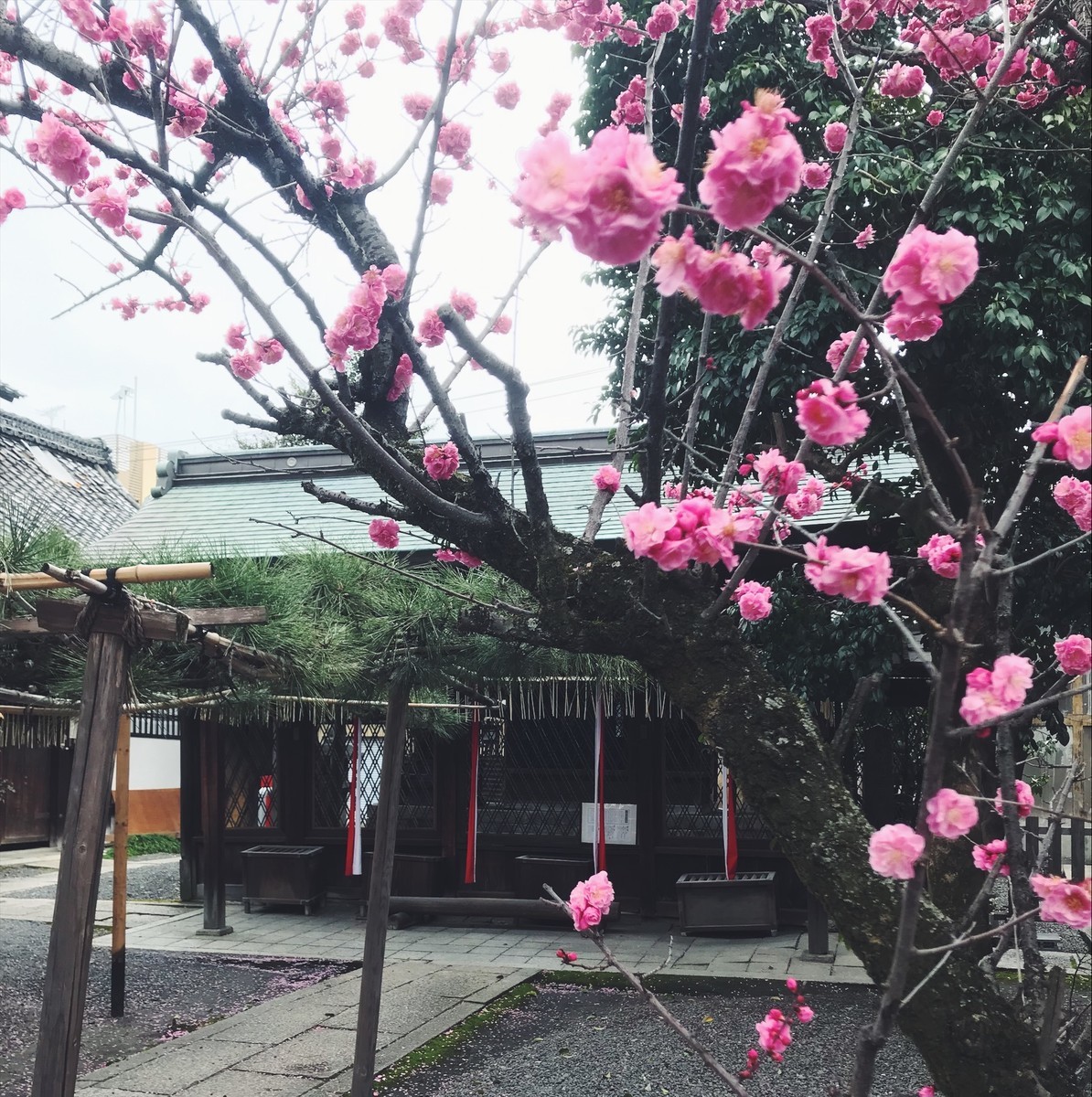 f:id:asacafe:20190323063456j:plain f:id:asacafe:20190323063456j:plain