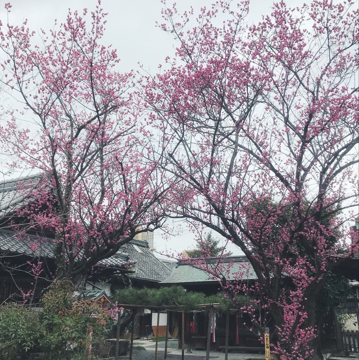 f:id:asacafe:20190323063625j:plain f:id:asacafe:20190323063625j:plain