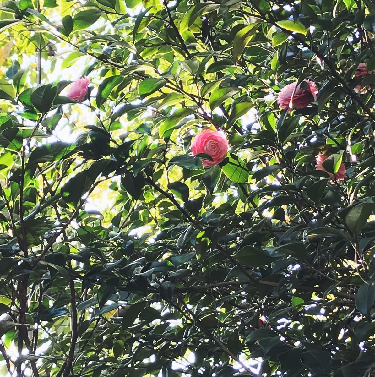 f:id:asacafe:20190331160050j:plain f:id:asacafe:20190331160050j:plain
