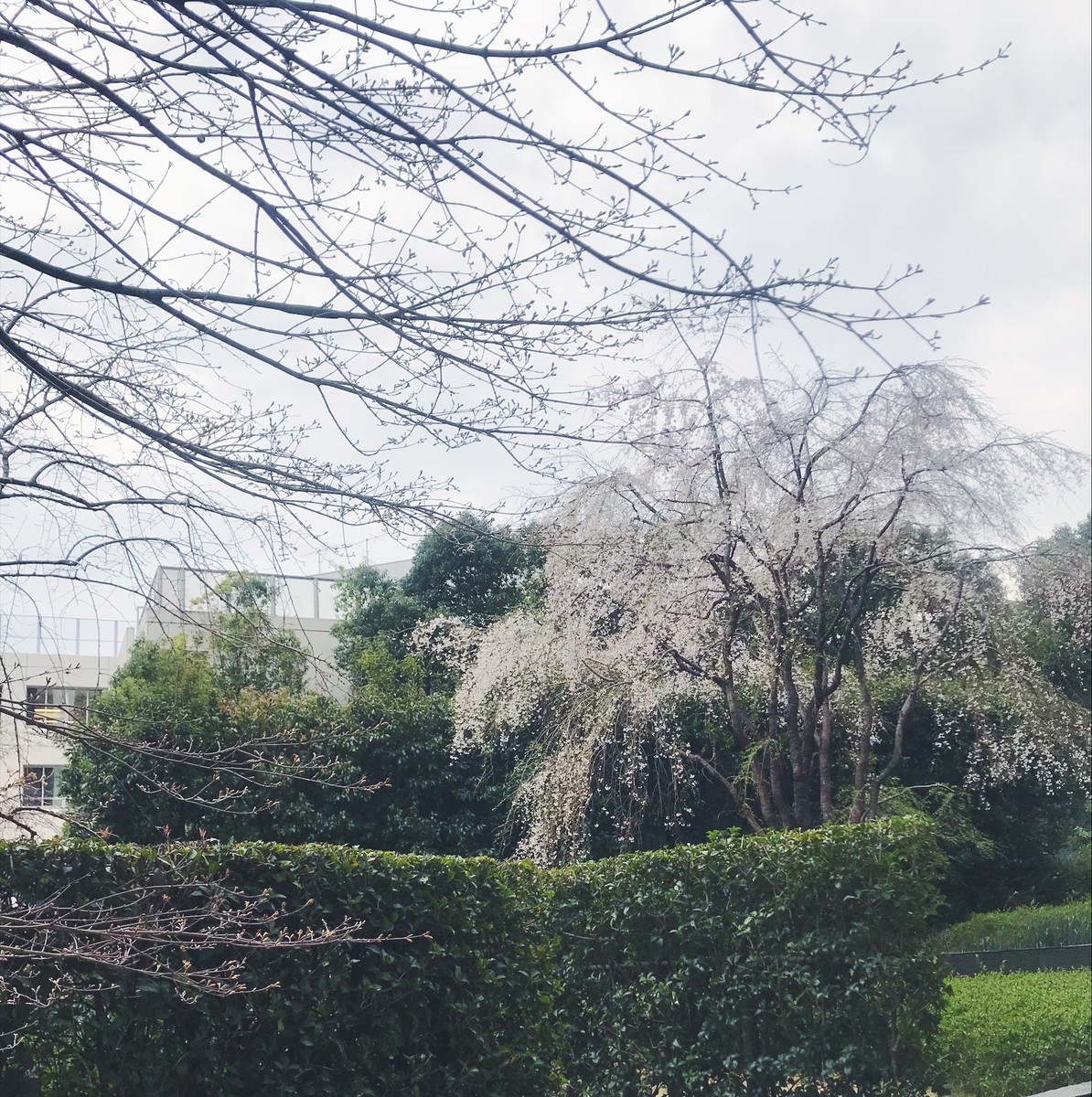 f:id:asacafe:20190407152038j:plain f:id:asacafe:20190407152038j:plain