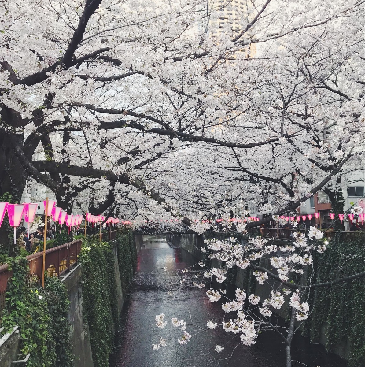 f:id:asacafe:20190408120346j:plain f:id:asacafe:20190408120346j:plain