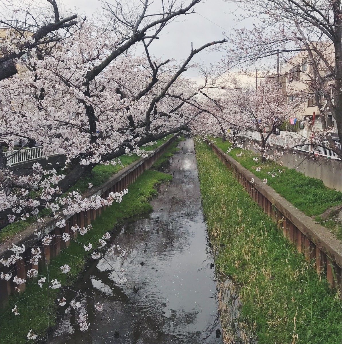f:id:asacafe:20190411104127j:plain f:id:asacafe:20190411104127j:plain