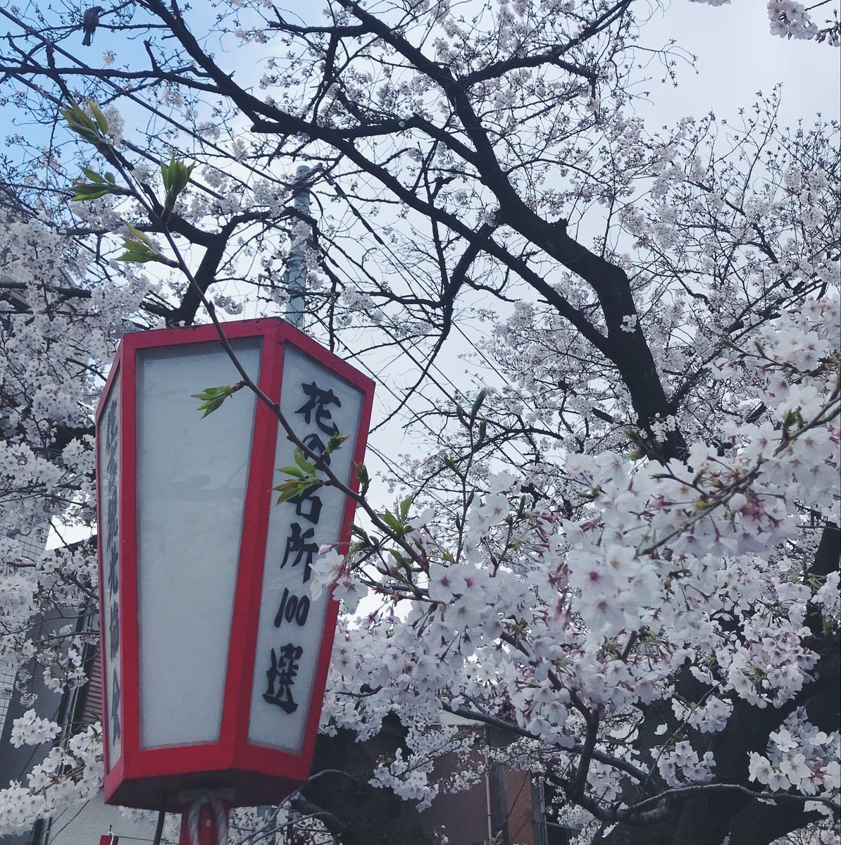 f:id:asacafe:20190411104204j:plain f:id:asacafe:20190411104204j:plain