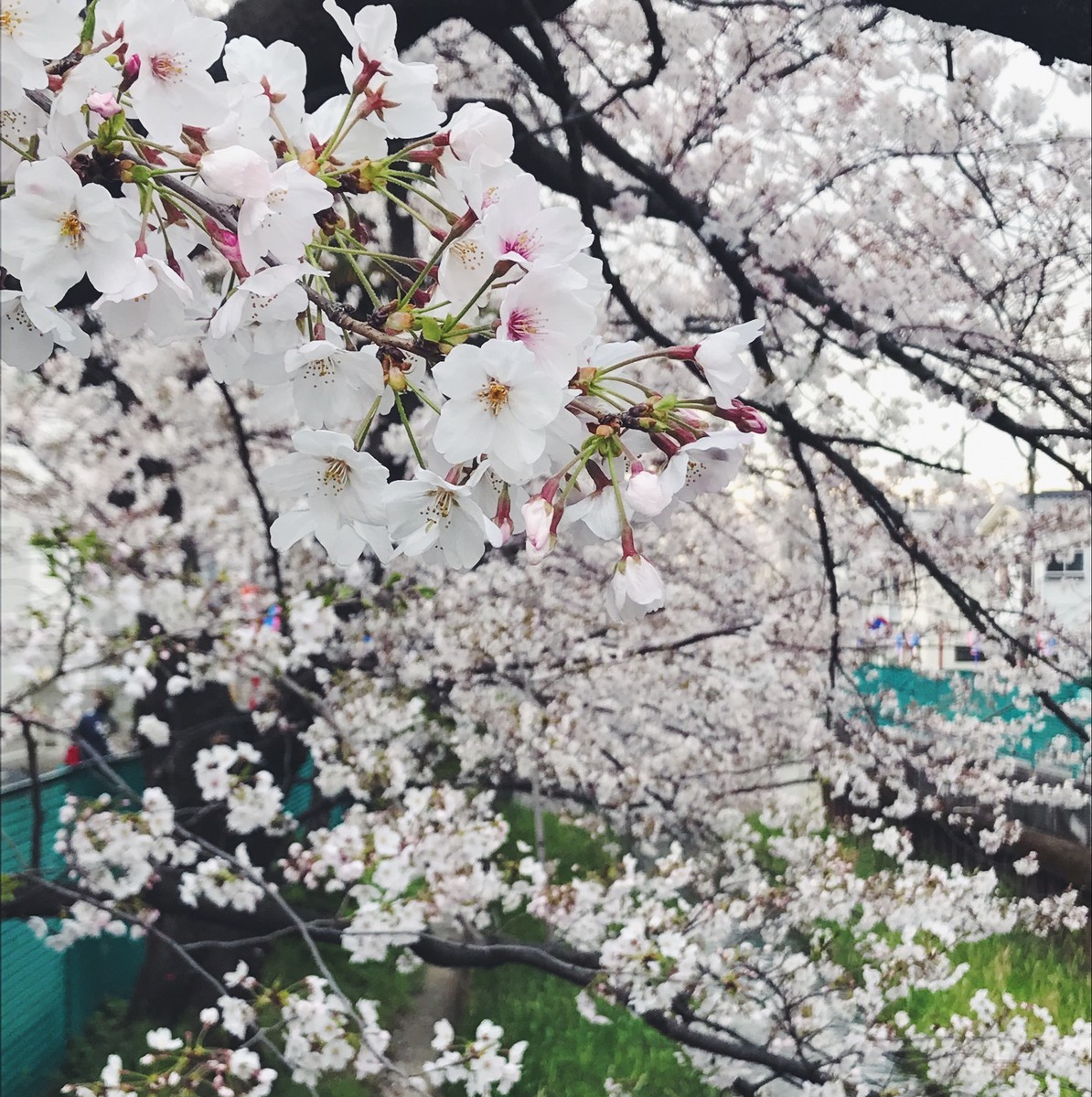 f:id:asacafe:20190411104245j:plain f:id:asacafe:20190411104245j:plain