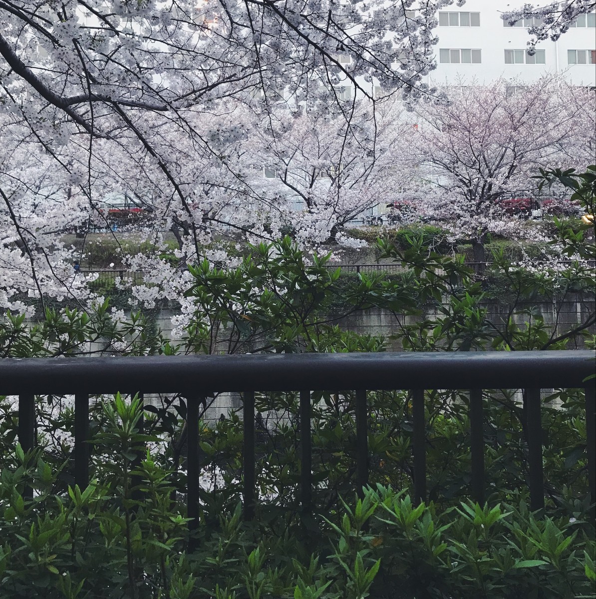 f:id:asacafe:20190411123157j:plain f:id:asacafe:20190411123157j:plain