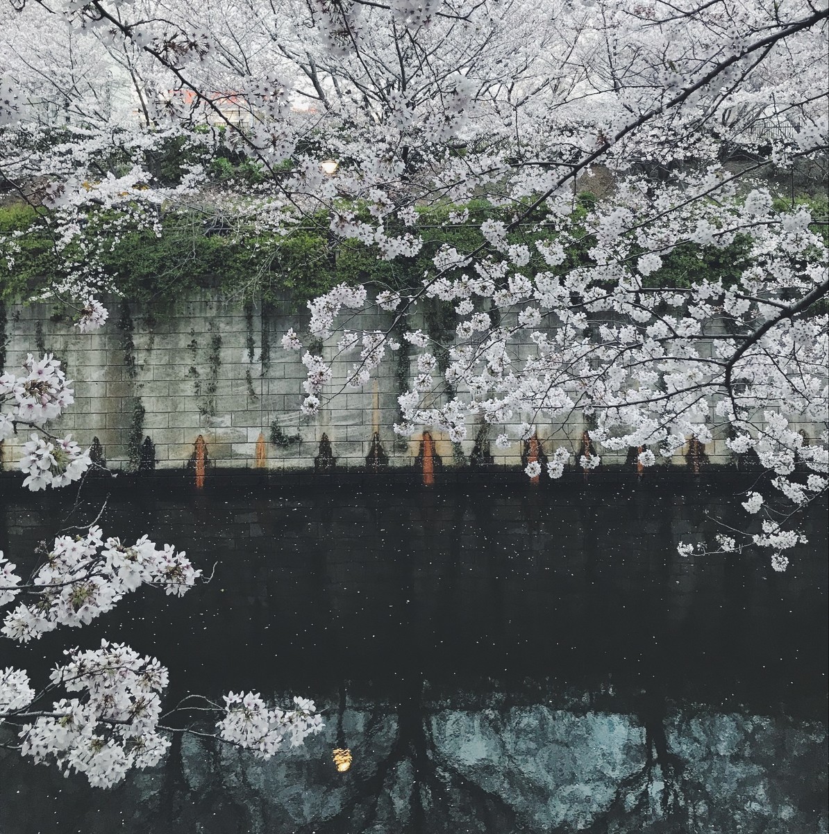 f:id:asacafe:20190411123359j:plain f:id:asacafe:20190411123359j:plain