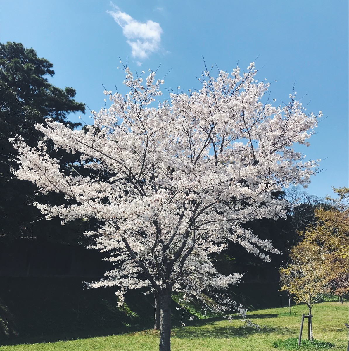 f:id:asacafe:20190412112824j:plain f:id:asacafe:20190412112824j:plain