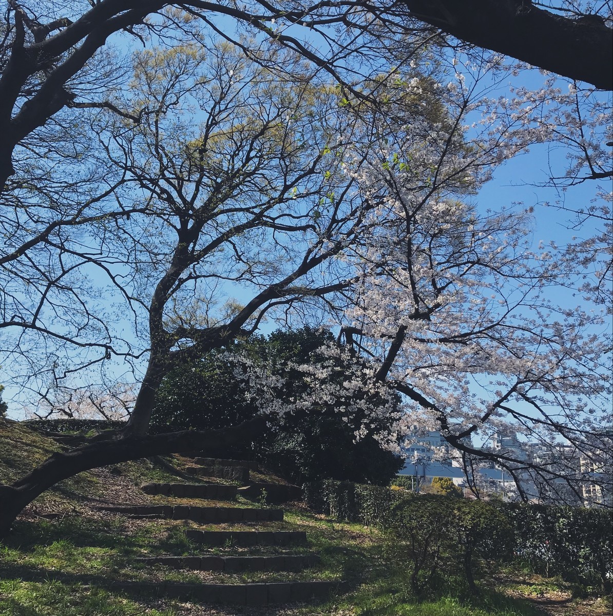 f:id:asacafe:20190416083927j:plain f:id:asacafe:20190416083927j:plain
