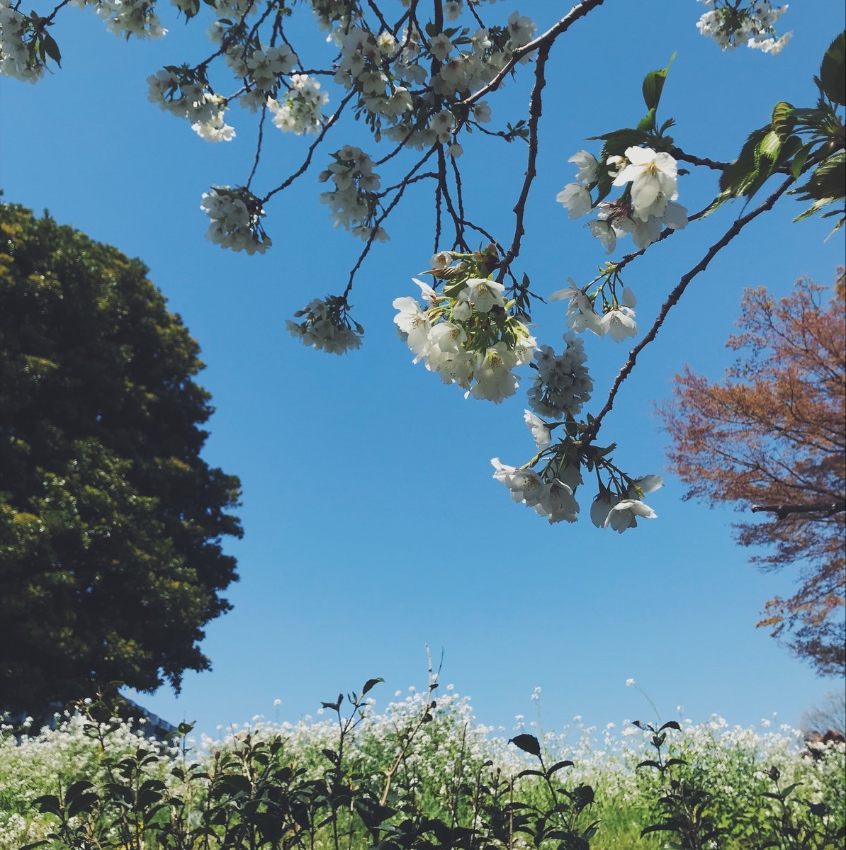 f:id:asacafe:20190416084526j:plain f:id:asacafe:20190416084526j:plain