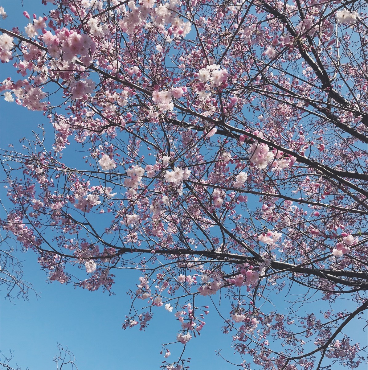 f:id:asacafe:20190416090349j:plain f:id:asacafe:20190416090349j:plain
