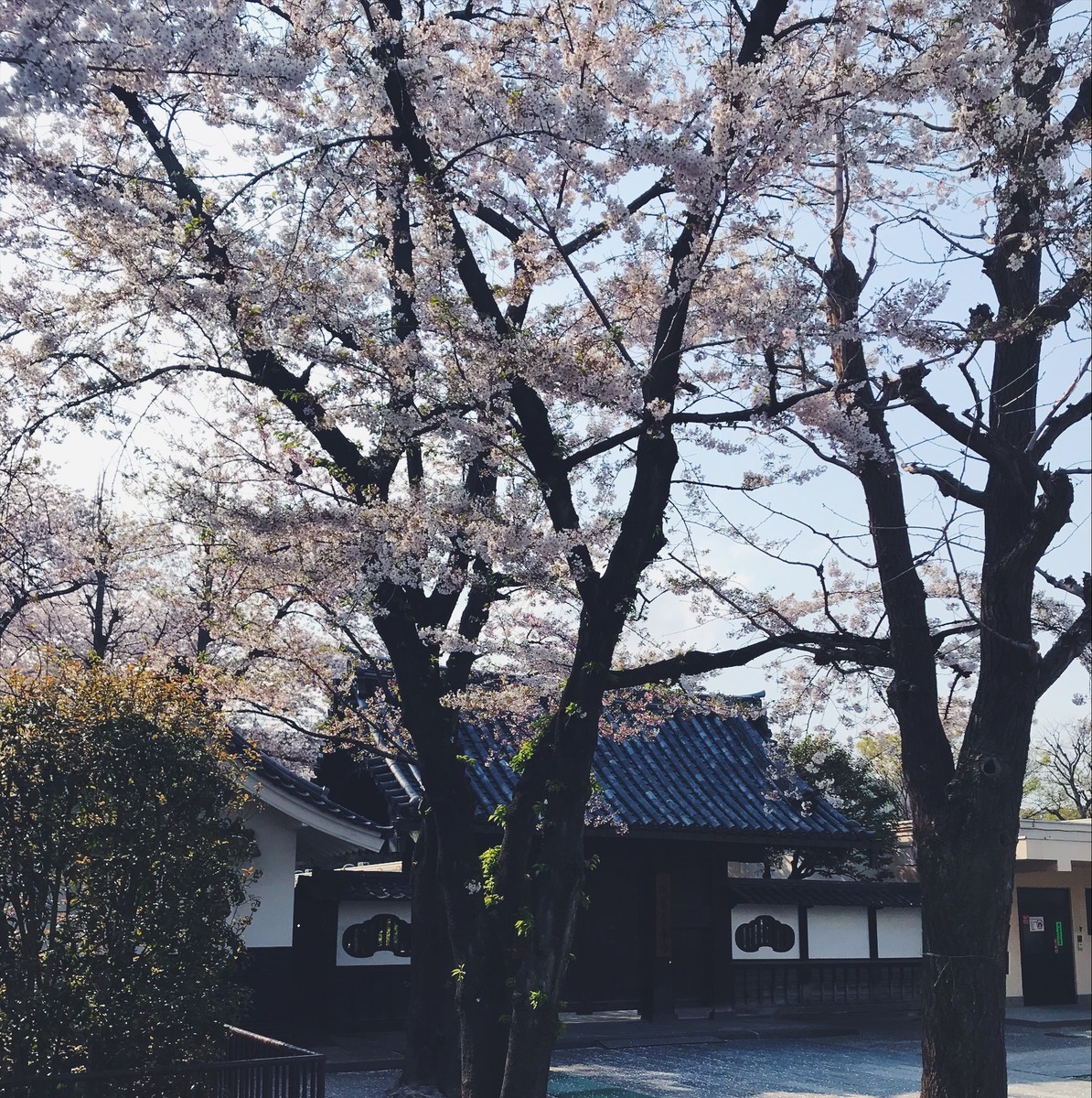f:id:asacafe:20190416235540j:plain f:id:asacafe:20190416235540j:plain