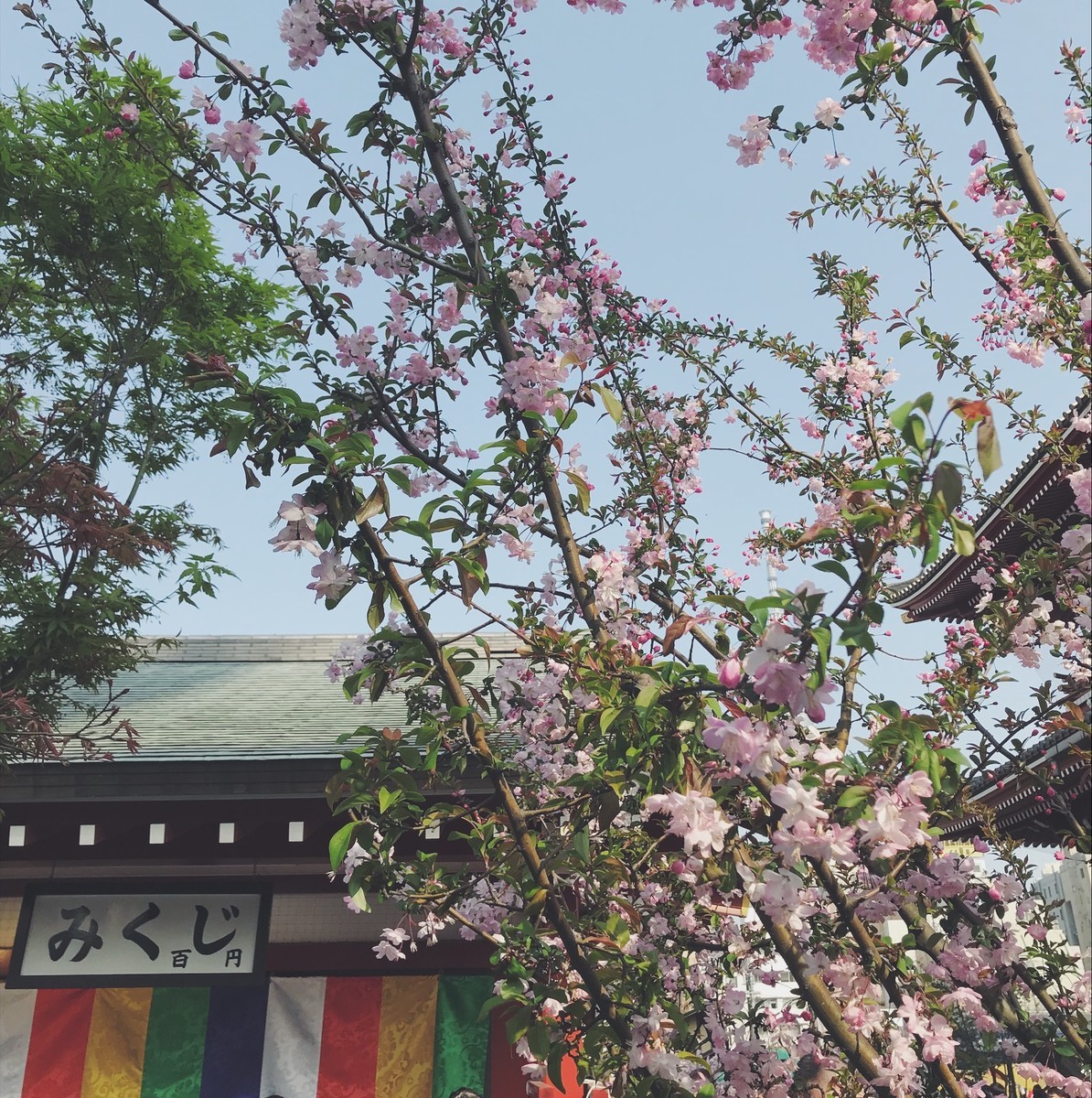 f:id:asacafe:20190416235615j:plain f:id:asacafe:20190416235615j:plain
