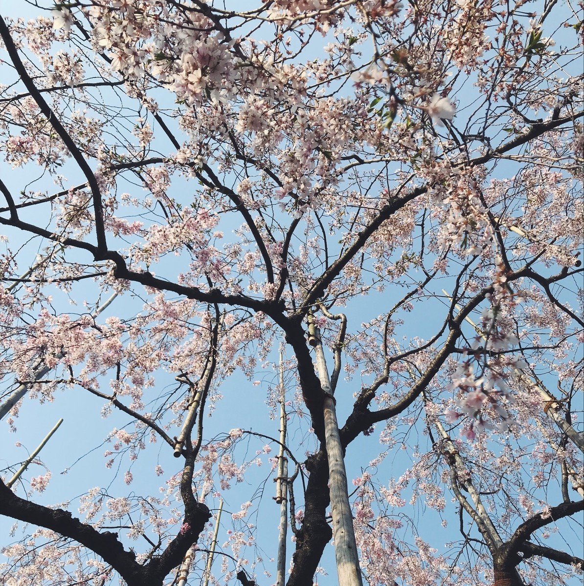 f:id:asacafe:20190416235857j:plain f:id:asacafe:20190416235857j:plain